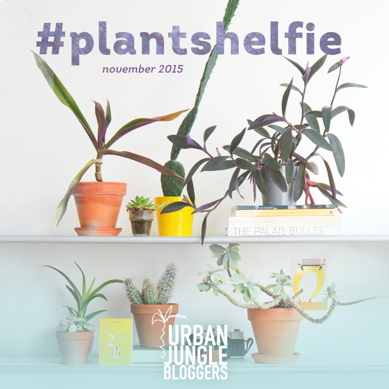 #plantshelfie #urbanjunglebloggers ITALIANBARK blog