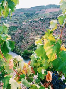 reasons visit portugal, valle douro, porto wine